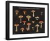 Mushroom Chart I-Wild Apple Portfolio-Framed Art Print