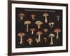 Mushroom Chart I-Wild Apple Portfolio-Framed Art Print