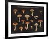 Mushroom Chart I-Wild Apple Portfolio-Framed Art Print