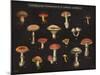 Mushroom Chart I-Wild Apple Portfolio-Mounted Art Print