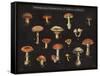 Mushroom Chart I-Wild Apple Portfolio-Framed Stretched Canvas