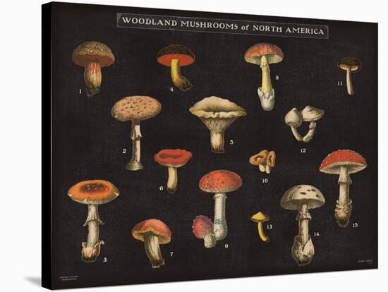 Mushroom Chart I-Wild Apple Portfolio-Stretched Canvas