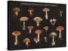 Mushroom Chart I-Wild Apple Portfolio-Stretched Canvas