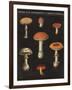 Mushroom Chart III-Wild Apple Portfolio-Framed Art Print