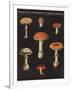 Mushroom Chart III-Wild Apple Portfolio-Framed Art Print