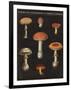 Mushroom Chart III-Wild Apple Portfolio-Framed Art Print