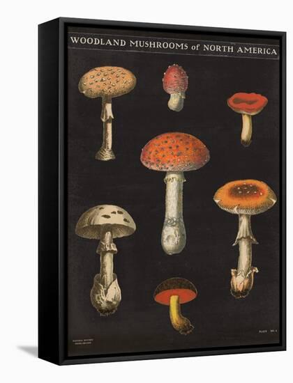 Mushroom Chart III-Wild Apple Portfolio-Framed Stretched Canvas