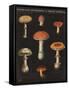 Mushroom Chart III-Wild Apple Portfolio-Framed Stretched Canvas