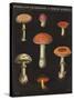 Mushroom Chart III-Wild Apple Portfolio-Stretched Canvas