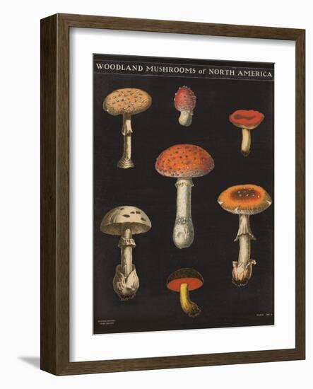 Mushroom Chart III-Wild Apple Portfolio-Framed Art Print