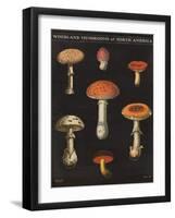 Mushroom Chart III-Wild Apple Portfolio-Framed Art Print