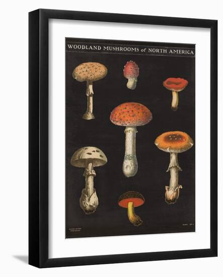 Mushroom Chart III-Wild Apple Portfolio-Framed Art Print