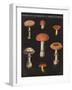 Mushroom Chart III-Wild Apple Portfolio-Framed Art Print