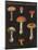 Mushroom Chart III-Wild Apple Portfolio-Mounted Art Print