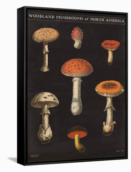 Mushroom Chart III-Wild Apple Portfolio-Framed Stretched Canvas