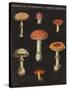 Mushroom Chart III-Wild Apple Portfolio-Stretched Canvas