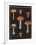 Mushroom Chart III-Wild Apple Portfolio-Framed Art Print