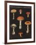 Mushroom Chart III-Wild Apple Portfolio-Framed Art Print