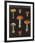 Mushroom Chart III-Wild Apple Portfolio-Framed Art Print