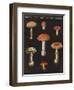Mushroom Chart III-Wild Apple Portfolio-Framed Art Print