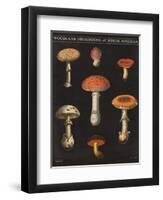 Mushroom Chart III-Wild Apple Portfolio-Framed Art Print