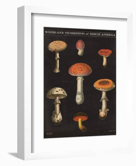 Mushroom Chart III-Wild Apple Portfolio-Framed Art Print