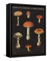 Mushroom Chart III-Wild Apple Portfolio-Framed Stretched Canvas