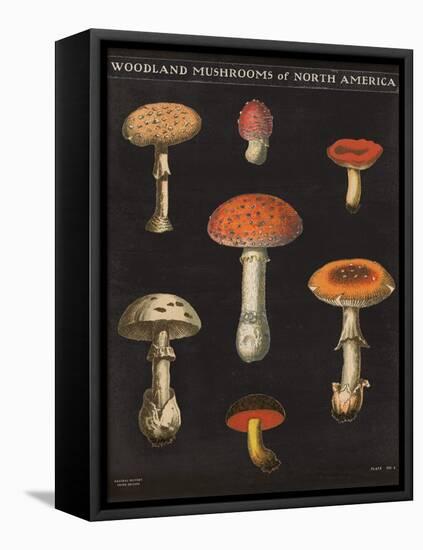 Mushroom Chart III-Wild Apple Portfolio-Framed Stretched Canvas