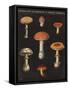 Mushroom Chart III-Wild Apple Portfolio-Framed Stretched Canvas