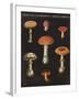 Mushroom Chart III-Wild Apple Portfolio-Framed Art Print