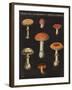 Mushroom Chart III-Wild Apple Portfolio-Framed Art Print