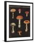 Mushroom Chart III-Wild Apple Portfolio-Framed Art Print