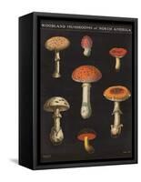 Mushroom Chart III-Wild Apple Portfolio-Framed Stretched Canvas