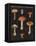 Mushroom Chart III-Wild Apple Portfolio-Framed Stretched Canvas