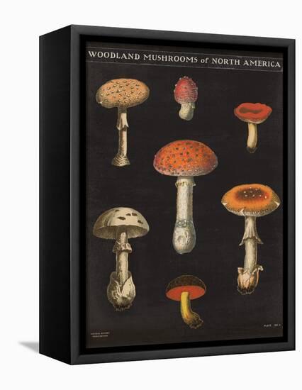 Mushroom Chart III-Wild Apple Portfolio-Framed Stretched Canvas