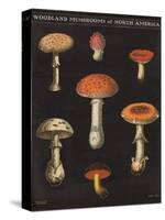 Mushroom Chart III-Wild Apple Portfolio-Stretched Canvas