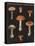 Mushroom Chart III-Wild Apple Portfolio-Stretched Canvas