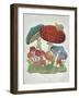 Mushroom Collection I-Chariklia Zarris-Framed Art Print