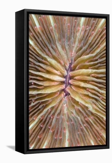 Mushroom Coral (Fungia scutaria) detail, Lembeh Island, Sulawesi, Indonesia-Colin Marshall-Framed Stretched Canvas