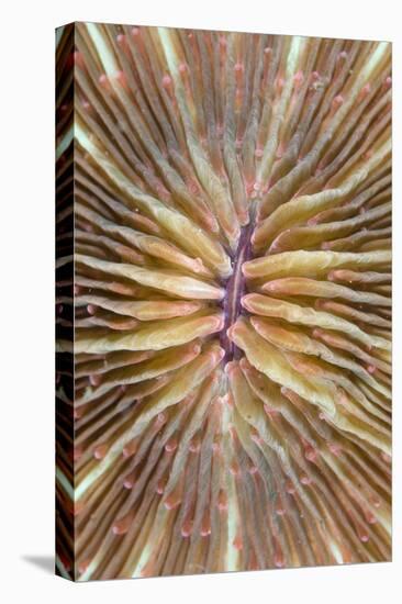 Mushroom Coral (Fungia scutaria) detail, Lembeh Island, Sulawesi, Indonesia-Colin Marshall-Stretched Canvas