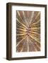 Mushroom Coral (Fungia scutaria) detail, Lembeh Island, Sulawesi, Indonesia-Colin Marshall-Framed Photographic Print