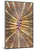 Mushroom Coral (Fungia scutaria) detail, Lembeh Island, Sulawesi, Indonesia-Colin Marshall-Mounted Photographic Print