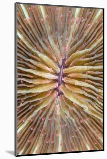 Mushroom Coral (Fungia scutaria) detail, Lembeh Island, Sulawesi, Indonesia-Colin Marshall-Mounted Photographic Print