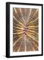 Mushroom Coral (Fungia scutaria) detail, Lembeh Island, Sulawesi, Indonesia-Colin Marshall-Framed Photographic Print