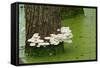 Mushroom Growth on Swamp Tree-Gary Carter-Framed Stretched Canvas