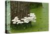 Mushroom Growth on Swamp Tree-Gary Carter-Stretched Canvas