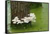 Mushroom Growth on Swamp Tree-Gary Carter-Framed Stretched Canvas