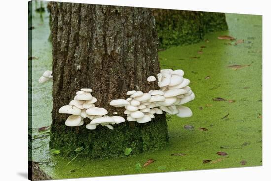Mushroom Growth on Swamp Tree-Gary Carter-Stretched Canvas