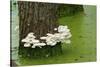 Mushroom Growth on Swamp Tree-Gary Carter-Stretched Canvas