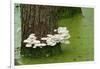 Mushroom Growth on Swamp Tree-Gary Carter-Framed Photographic Print